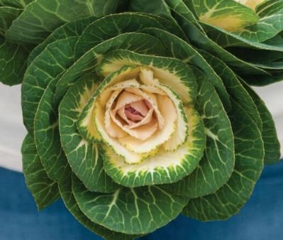 Cabbage (Ornamental) Crane White F1