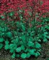 Bressingham Hybrids Coral Bell