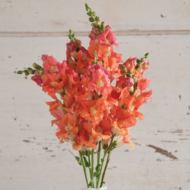 Snapdragon Chantilly Bronze White Throat Seeds