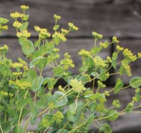 Bupleurum Green Gold
