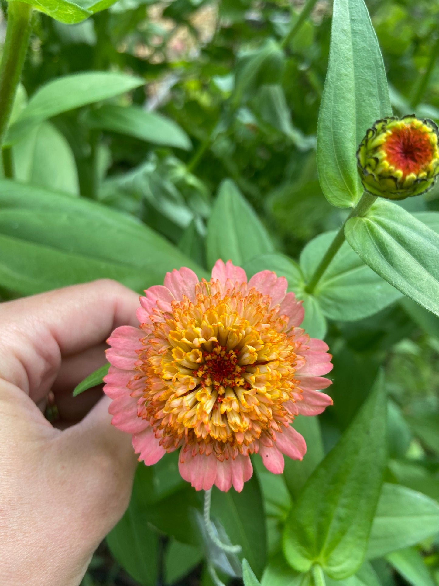 Zinnia Zinderella Peach