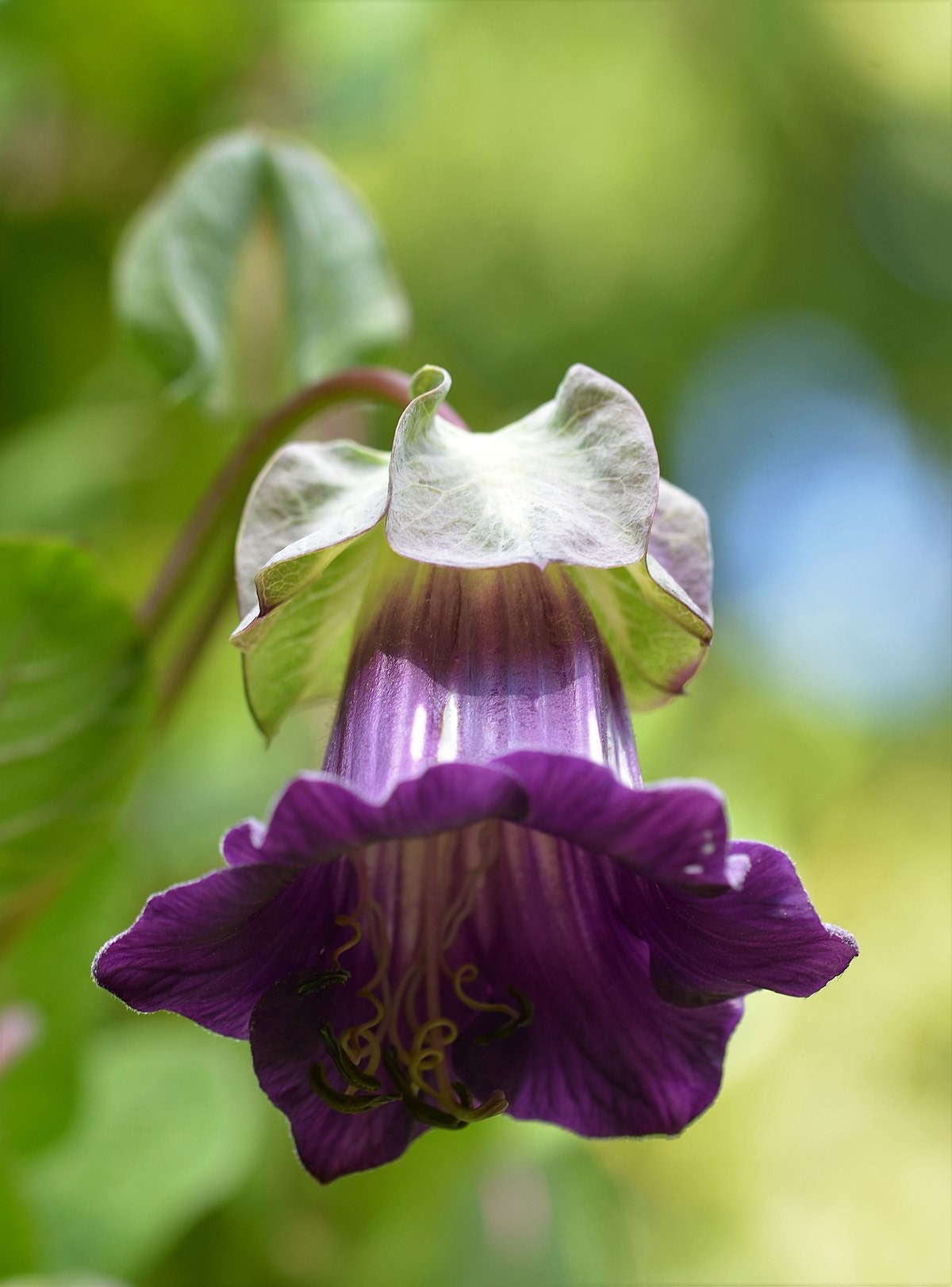 Cup and Saucer Vine violet 10 Seeds, vining plant, garden seeds