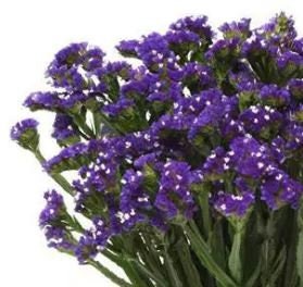 Statice QIS Dark Blue