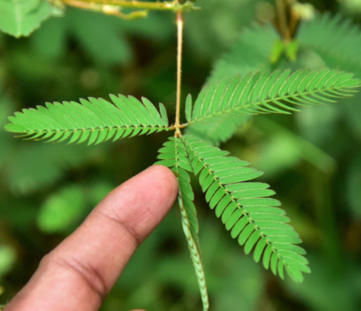 Sensitive Plant