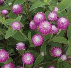 Gomphrena Audray Bicolor Rose