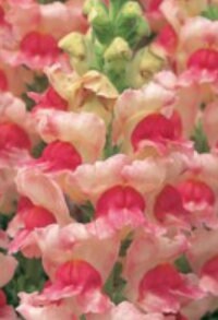 Snapdragon Opus Mix