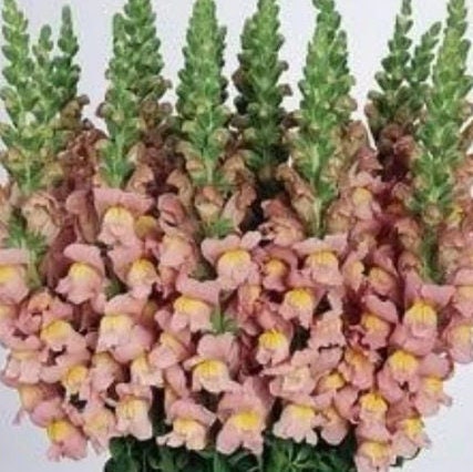 Snapdragon Cool Mix