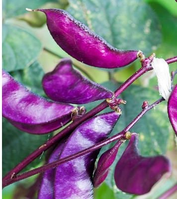 Hyacinth Bean Red Leaved