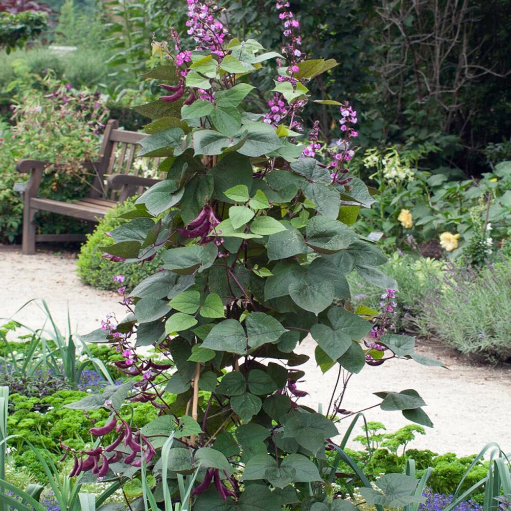 Hyacinth Bean