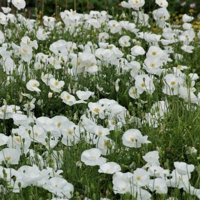 Poppy Bridal Silk Shirley