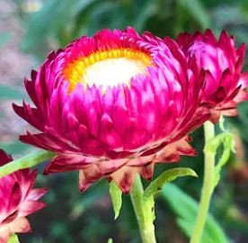 Strawflower Bright Rose