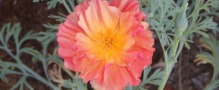 Poppy Thai Silk Apricot Chiffon