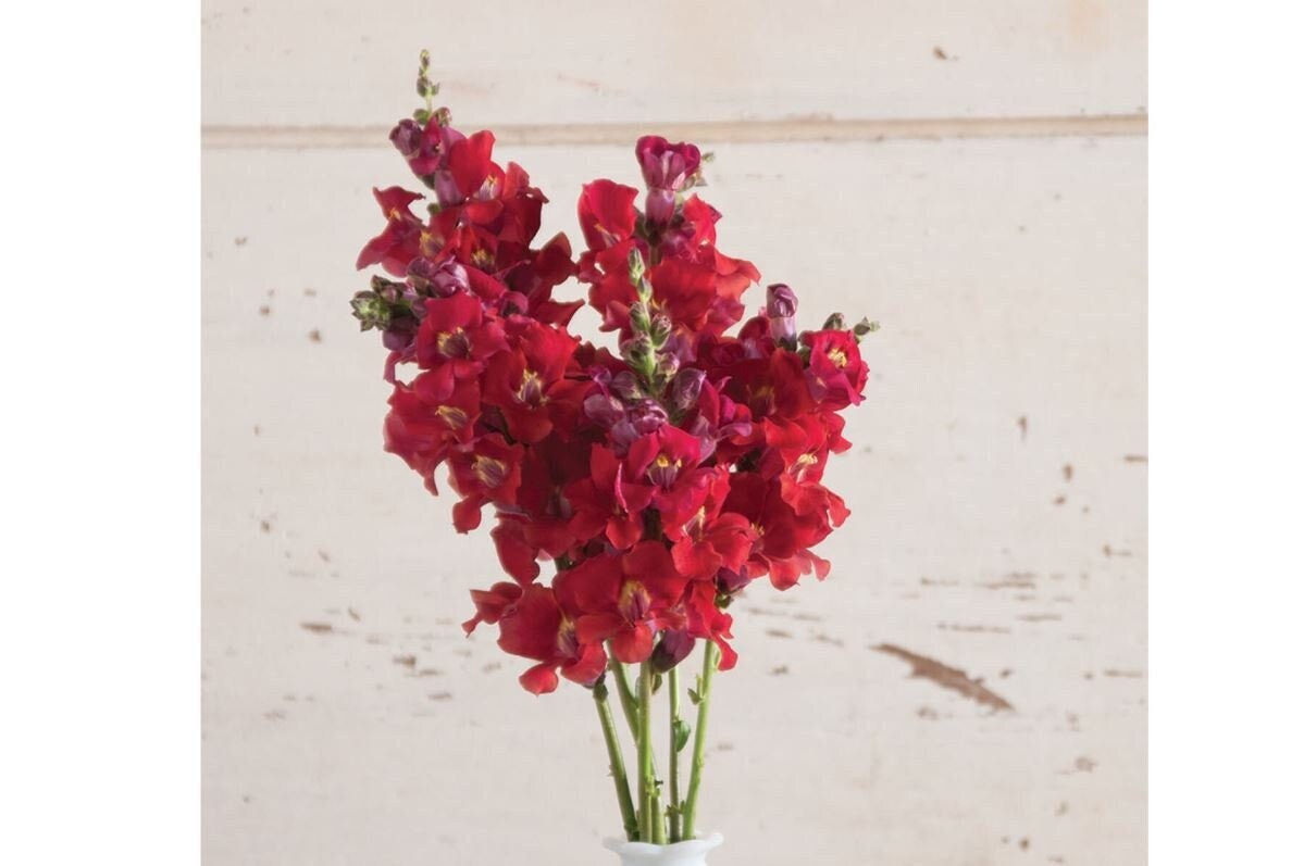 Snapdragon Chantilly Velvet