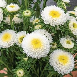 Aster Macaroon White