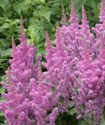 Astilbe Taquetti