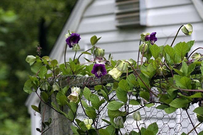 Cup and Saucer Vine violet