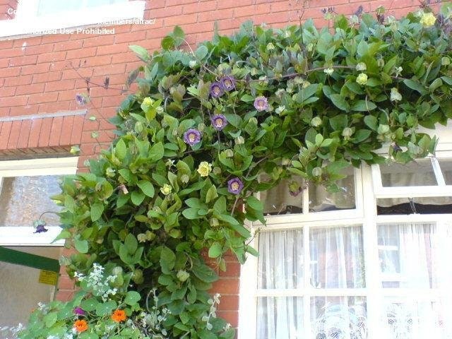 Cup and Saucer Vine violet 10 Seeds, vining plant, garden seeds