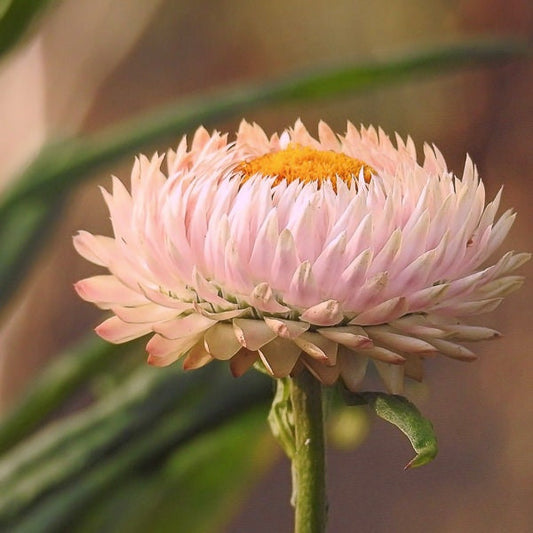 Strawflower King Size Silvery Rose