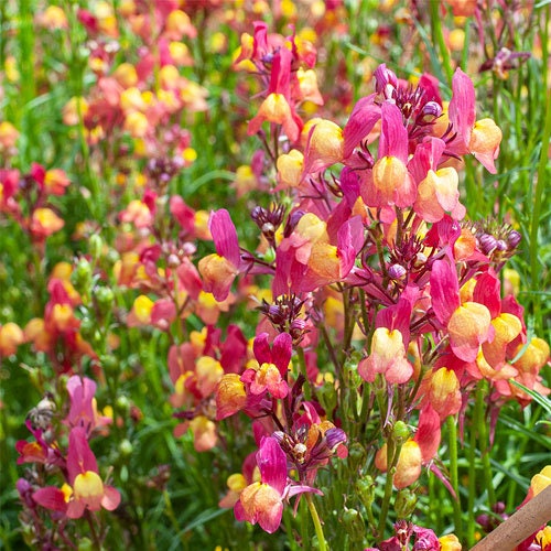 Linaria Licilia Peach