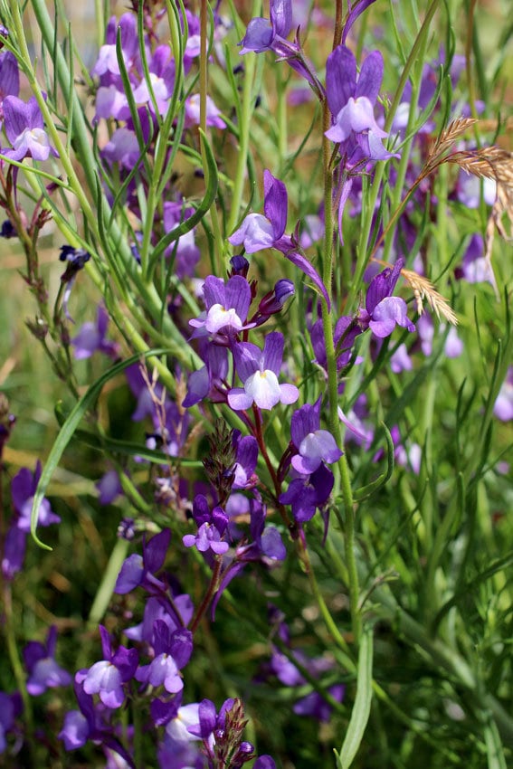 Linaria Licilia Azure
