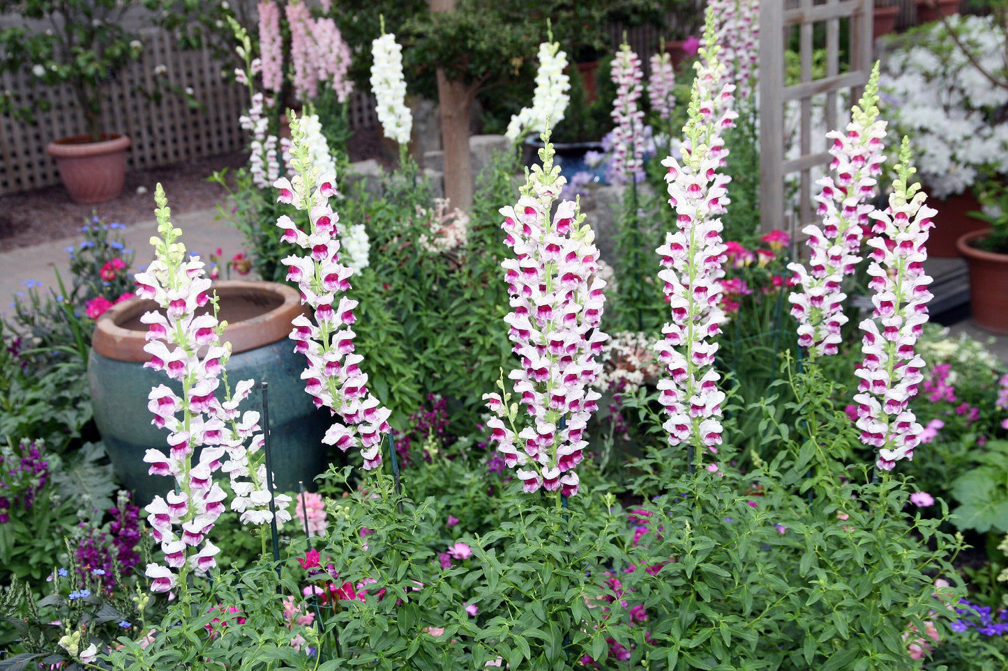 Snapdragon Maryland PlumBlossom