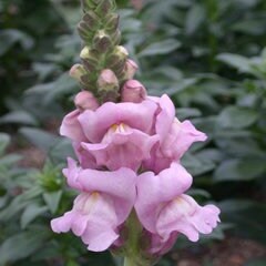 Snapdragon Opus Mix