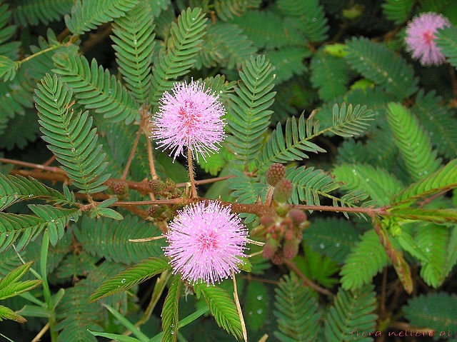 Sensitive Plant