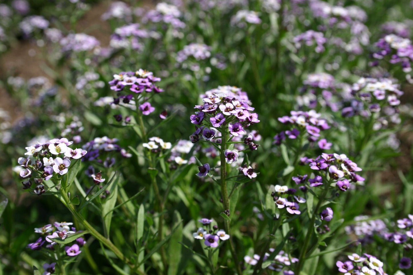 Alyssum Royal Carpet
