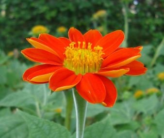 Mexican Sunflower