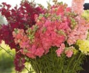 Snapdragon Madame Butterfly Mix