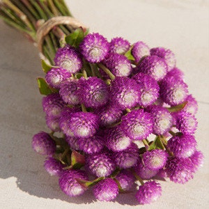 Gomphrena Audray Bicolor Rose