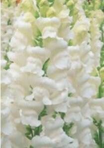 Snapdragon Opus Mix