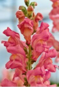 Snapdragon Opus Mix