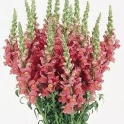 Snapdragon Cool Mix