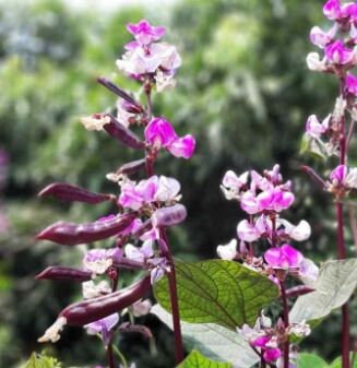 Hyacinth Bean