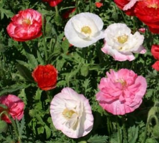 Poppy Double Mixed Shirley