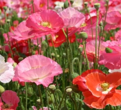 Poppy Double Mixed Shirley