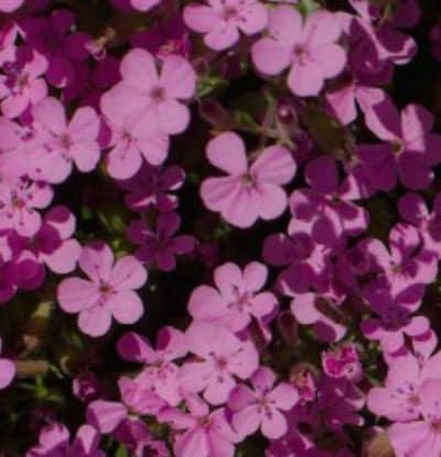 Soapwort