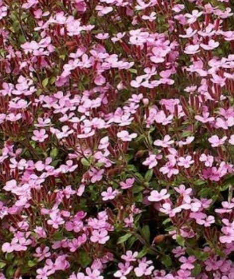 Soapwort