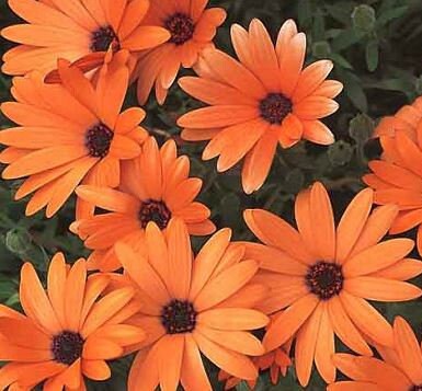 African Daisy Orange
