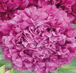 Poppy Peony Purple