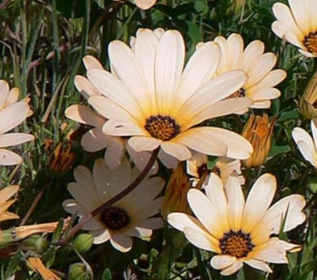 African Daisy Salmon