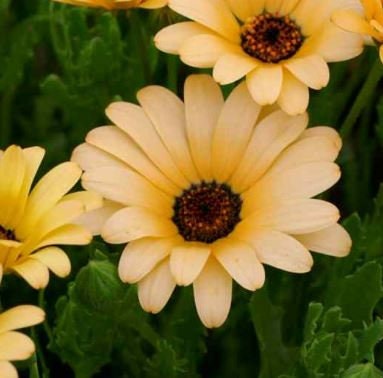 African Daisy Salmon