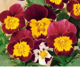 Viola Bambini