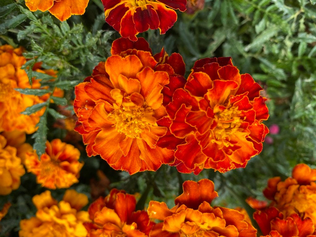 Marigold Sparky French