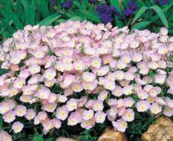 Showy Evening Primrose