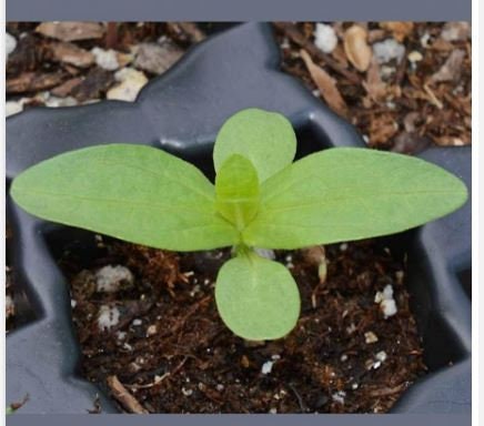 Zinnia Scarlet Snow Mix