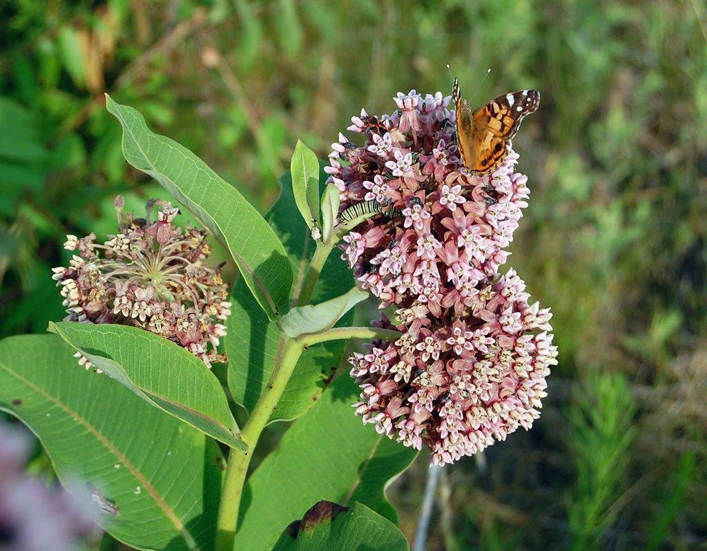 Showy Milkweed