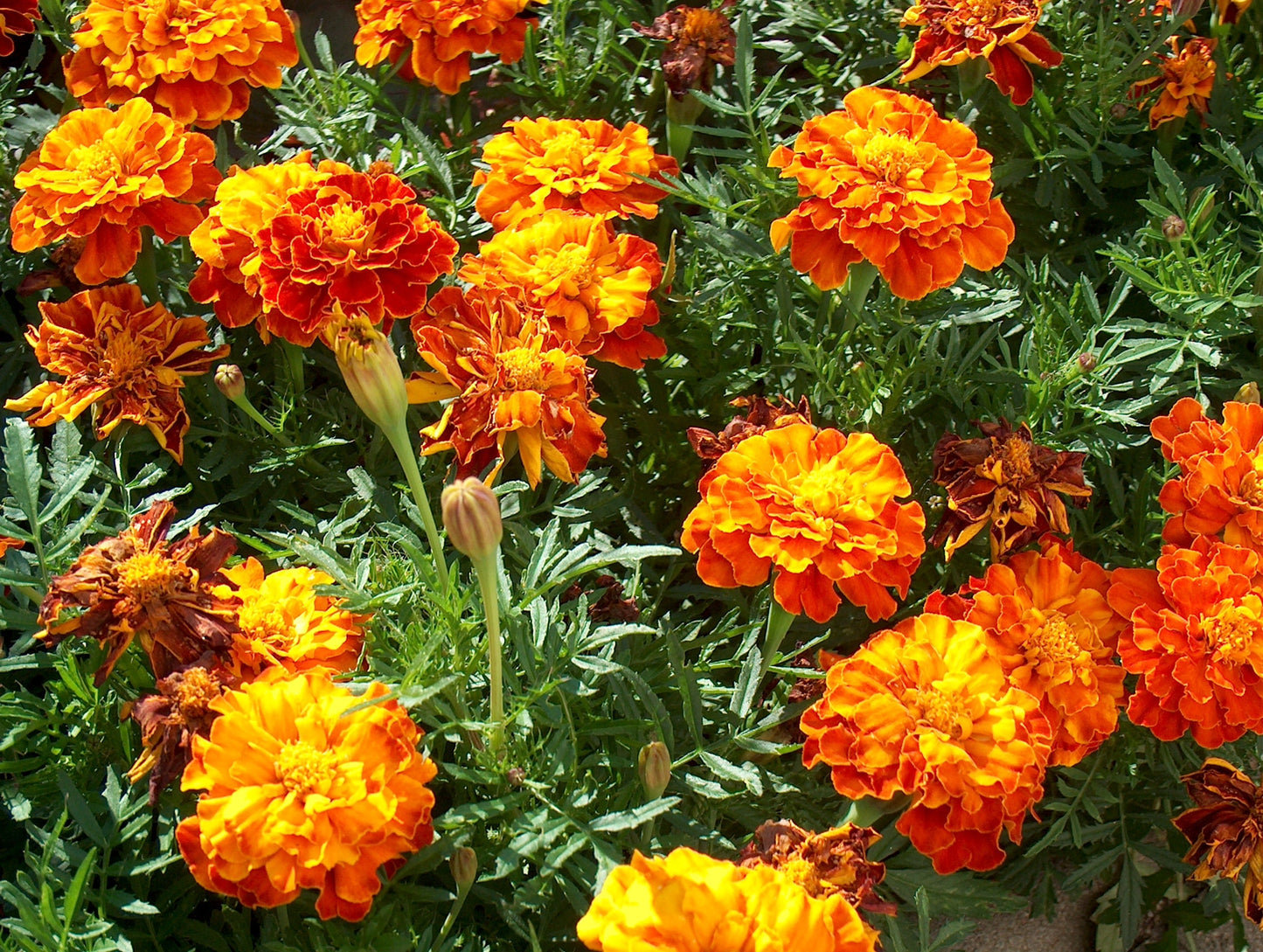Marigold Sparky French