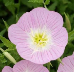 Showy Evening Primrose